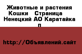 Животные и растения Кошки - Страница 8 . Ненецкий АО,Каратайка п.